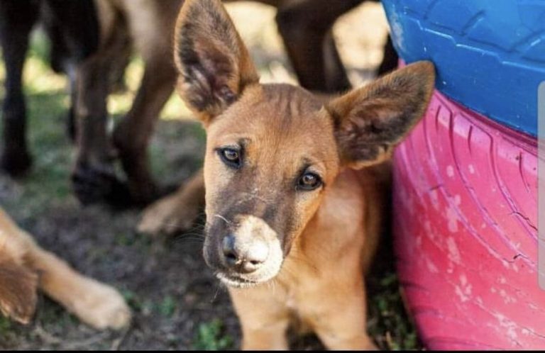 Ein Welpe mit großen Ohren und einem neugierigen Blick, umgeben von anderen Hunden. Ein Welpe mit großen Ohren und einem neugierigen Blick, umgeben von anderen Hunden.