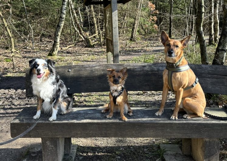 Drei Hunde sitzen auf einer Bank im Wald, umgeben von Bäumen. Drei Hunde sitzen auf einer Bank im Wald, umgeben von Bäumen.
